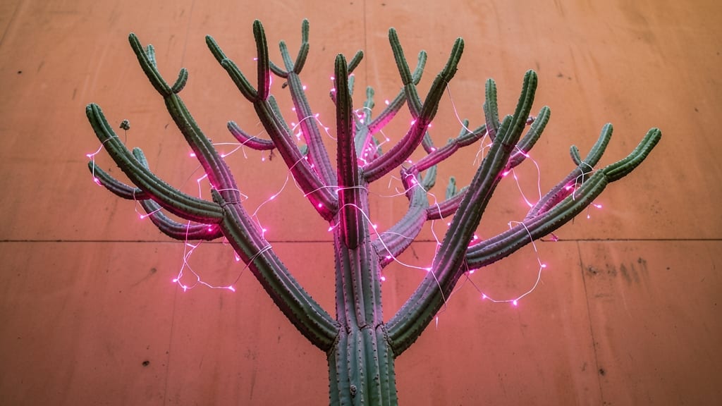 Cactus Tree with Neon Pink Fairy Lights